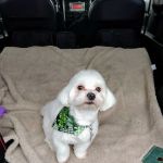 Lakeport Veterinary Hospital