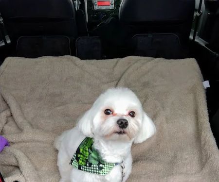 Lakeport Veterinary Hospital