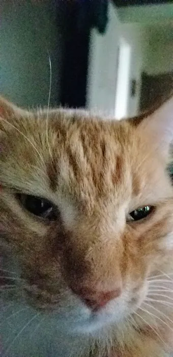 Lakeport Veterinary Hospital Picture 5