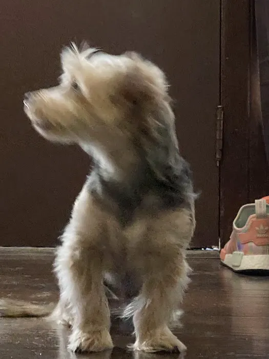 Lakeport Veterinary Hospital Picture 4