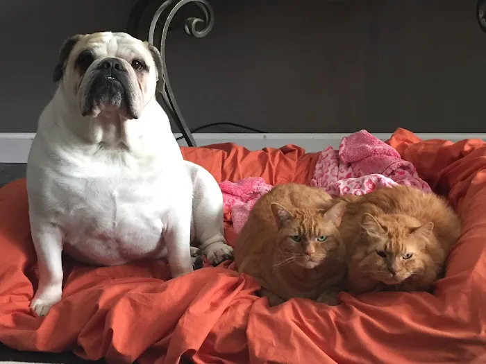 Hometown Animal Hospital Picture 2