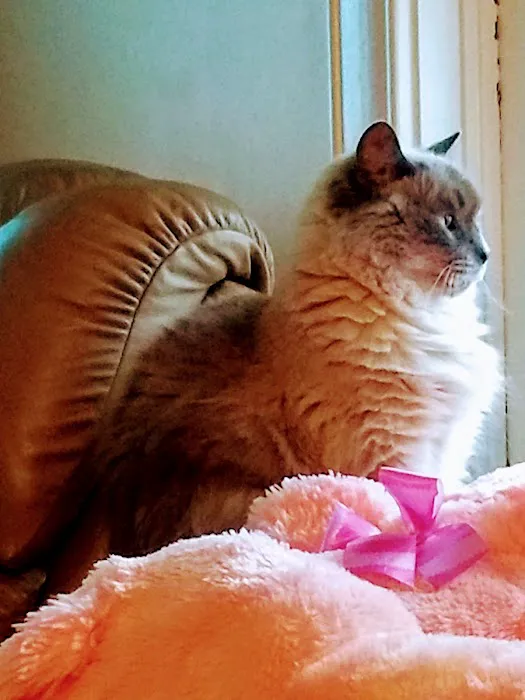 Hometown Animal Hospital Picture 1