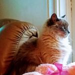 Hometown Animal Hospital