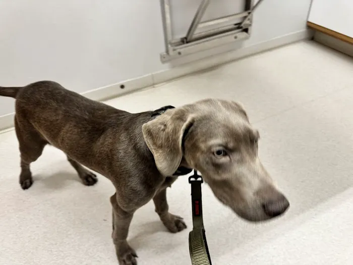 Hometown Animal Hospital Picture 4