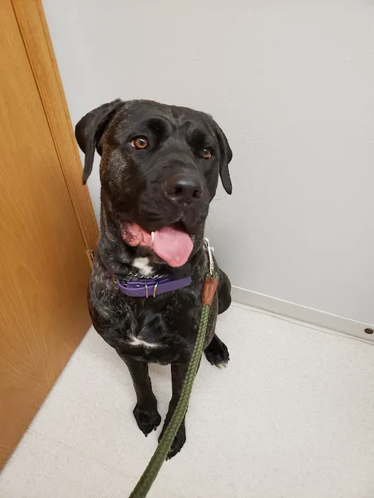 Hometown Animal Hospital Picture 7