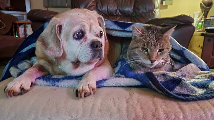 Hometown Animal Hospital Picture 5