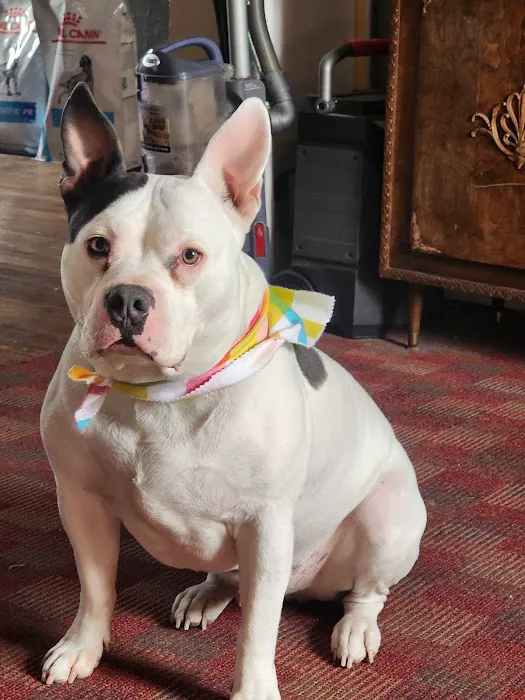 Hometown Animal Hospital Picture 3