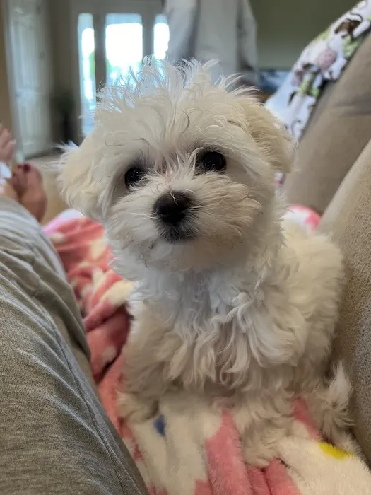 Hometown Animal Hospital Picture 8