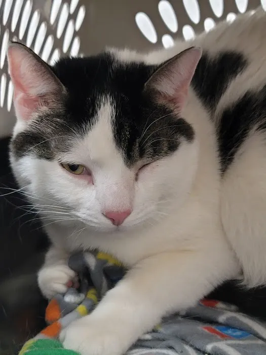 Hometown Animal Hospital Picture 6