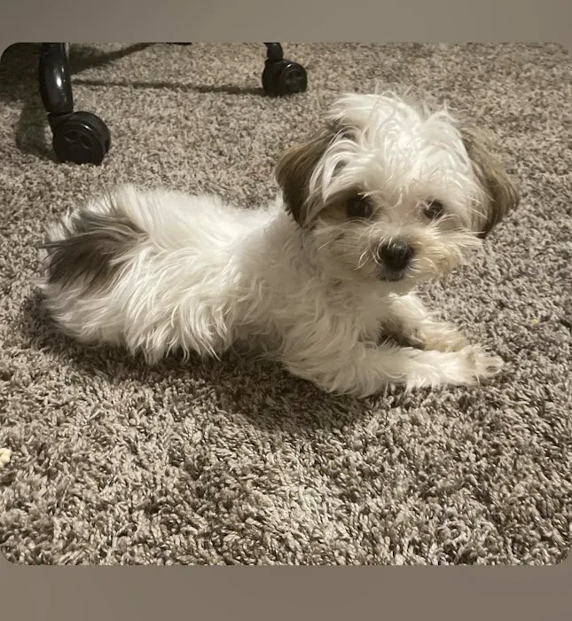 Hometown Animal Hospital Picture 9