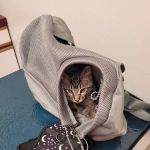 Siouxland Animal Hospital