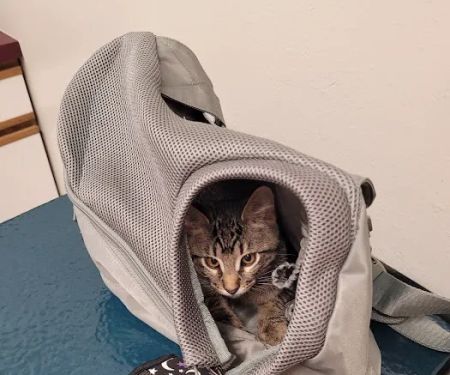 Siouxland Animal Hospital