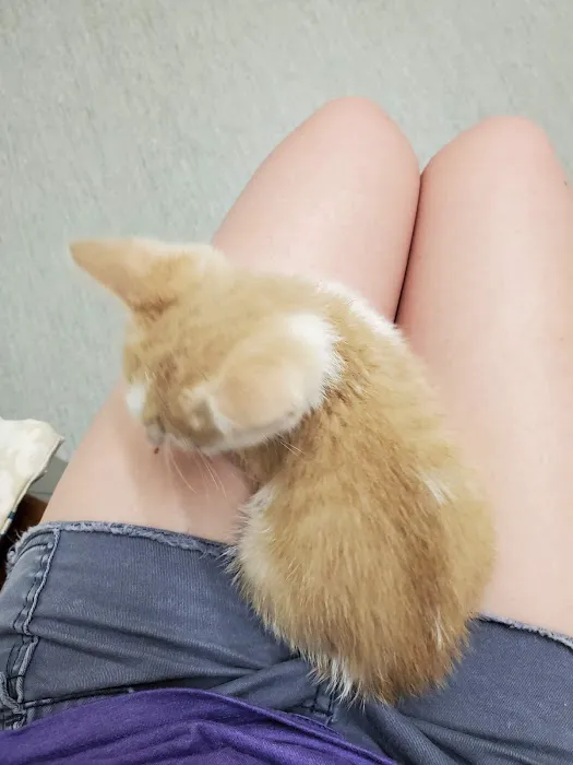 Siouxland Animal Hospital Picture 6