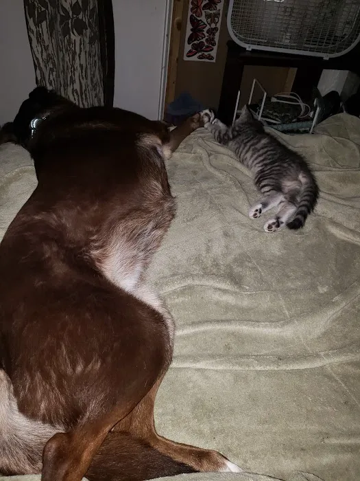 Siouxland Animal Hospital: Merritt S C DVM Picture 4