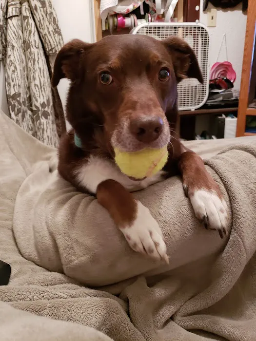 Siouxland Animal Hospital: Merritt S C DVM Picture 2