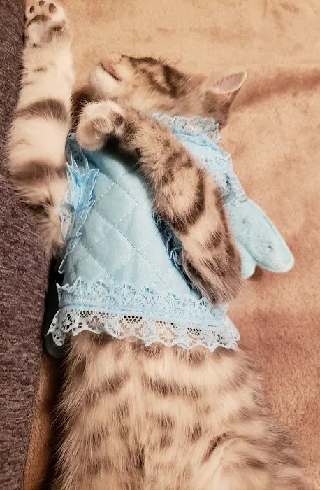 Siouxland Animal Hospital: Merritt S C DVM Picture 1