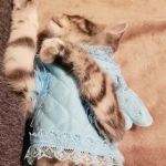 Siouxland Animal Hospital: Merritt S C DVM