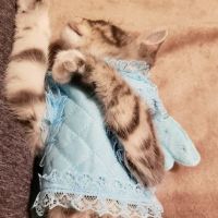 Siouxland Animal Hospital: Merritt S C DVM ico