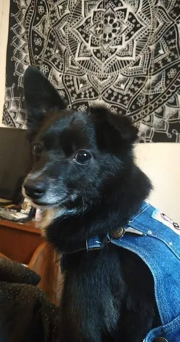 Siouxland Animal Hospital: Merritt S C DVM Picture 6