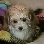 Dr. Patrick Saulsbury