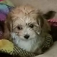 Dr. Patrick Saulsbury ico