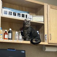 Family Pet at Perry Creek ico