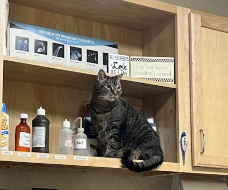 Family Pet at Perry Creek