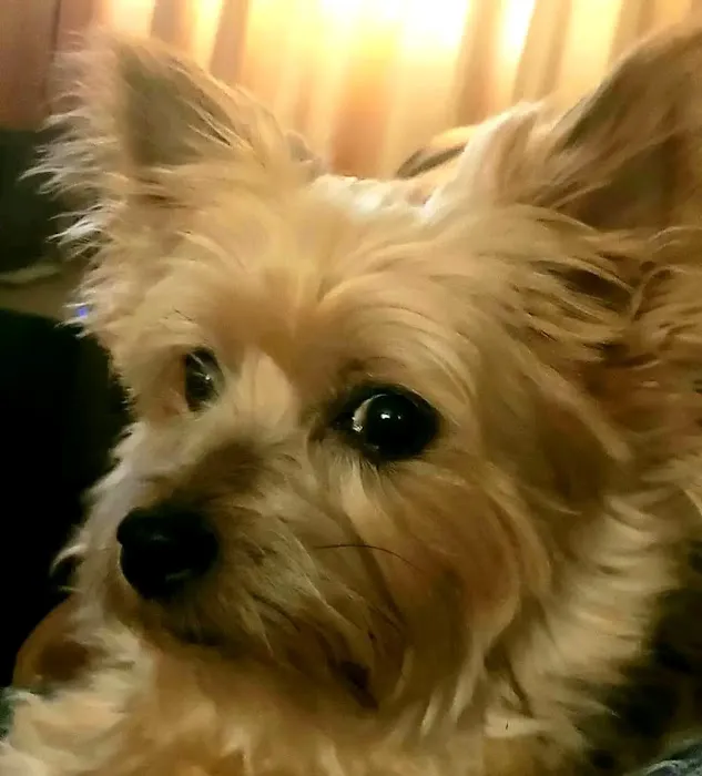 Family Pet at Perry Creek Picture 5