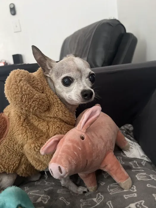 Family Pet at Perry Creek Picture 2