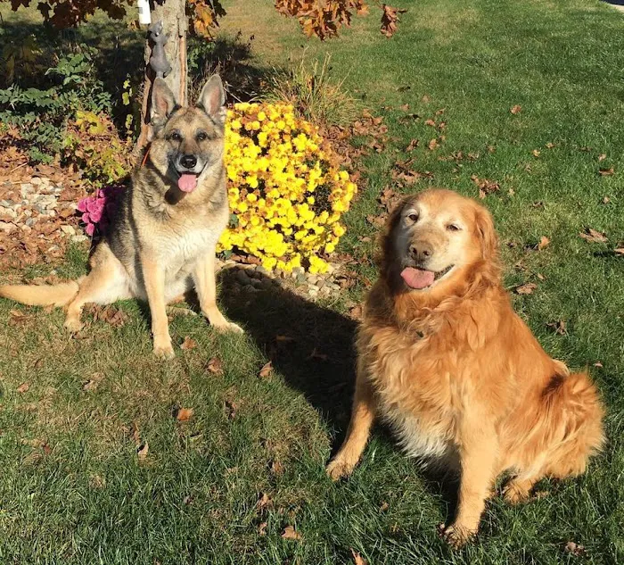 Family Pet at Perry Creek Picture 7