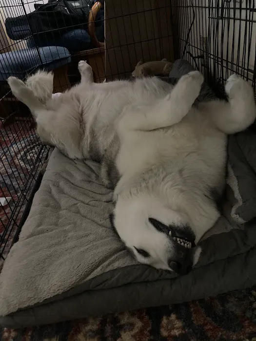 Perry Creek Animal Hospital: Kranz Shelly DVM Picture 4