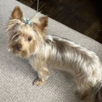 South Sioux Animal Hospital ico