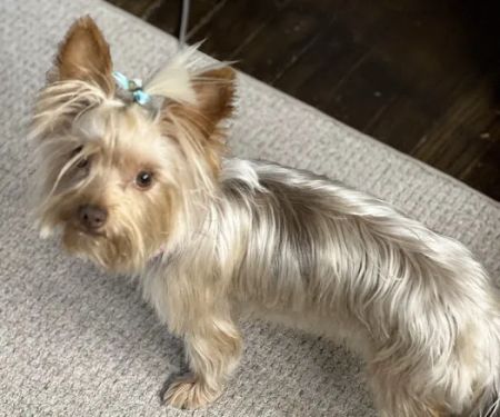 South Sioux Animal Hospital