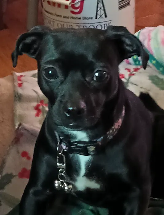 Inwood Veterinary Clinic: Gayer Kim S Z DVM Picture 1