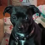 Inwood Veterinary Clinic: Gayer Kim S Z DVM