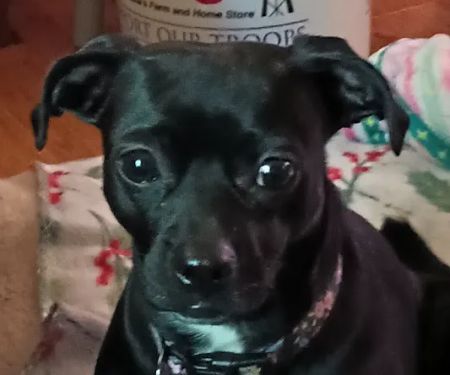 Inwood Veterinary Clinic: Gayer Kim S Z DVM