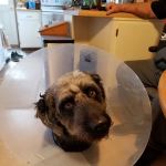 Inwood Veterinary Clinic