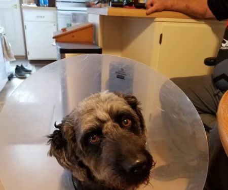 Inwood Veterinary Clinic