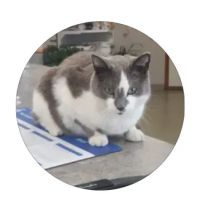 Sibley Veterinary Clinic ico