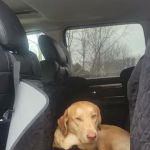 Companion Animal Clinic