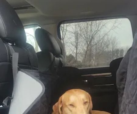 Companion Animal Clinic