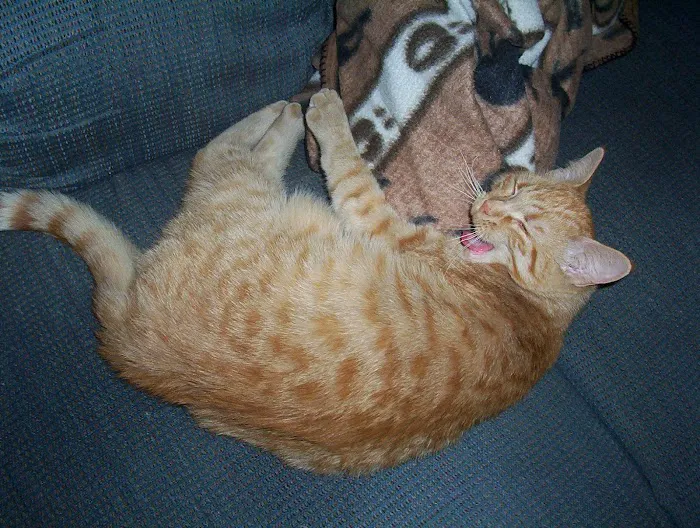 Companion Animal Clinic Picture 4