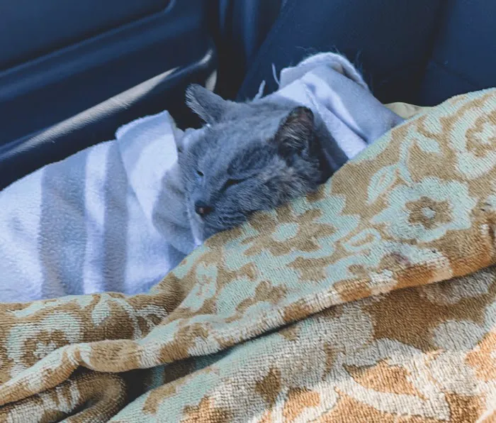 Companion Animal Clinic Picture 5