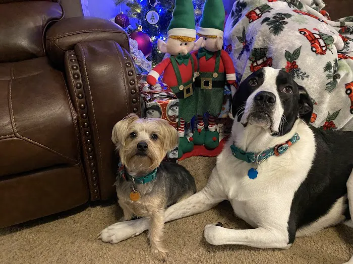 Companion Animal Clinic Picture 3