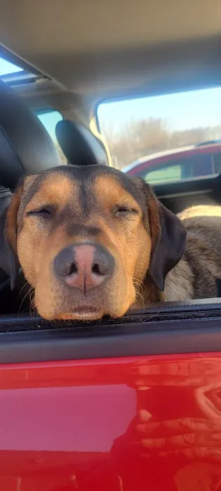 Companion Animal Clinic Picture 2