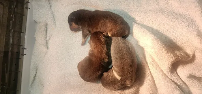 Rock River Veterinary Clinic Picture 2