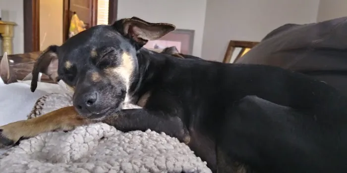 Carlson Veterinary Hospital Picture 3