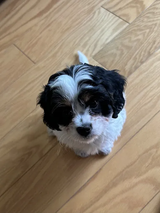 Carlson Veterinary Hospital Picture 7