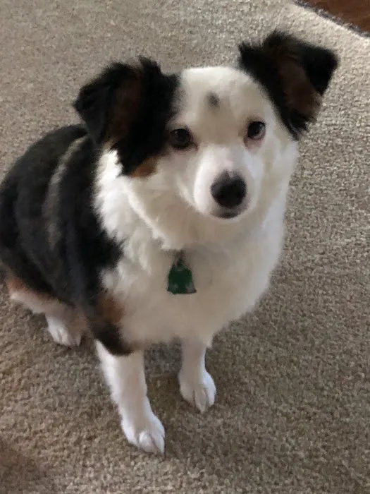 Carlson Veterinary Hospital Picture 8