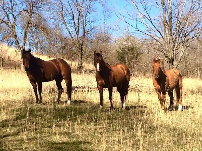 Carlson Veterinary Hospital Picture 10